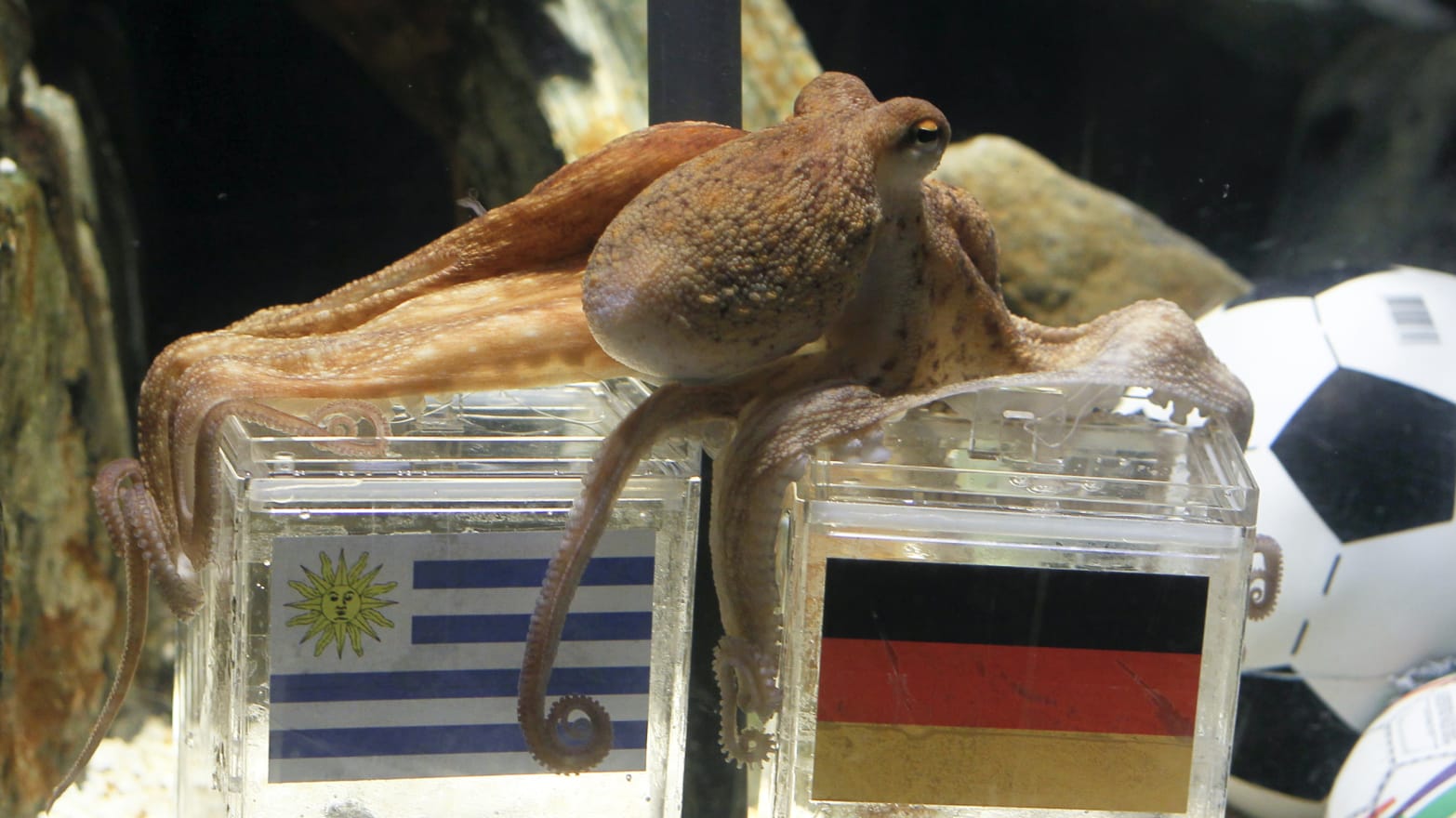 How Paul The Octopus Successfully Predicted The Outcome of The World Cup